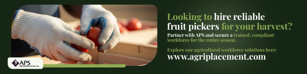 How to Recruit Fruit Pickers for US Operations Skills and Requirements